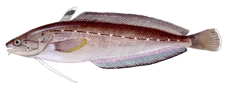 Spotted Hake