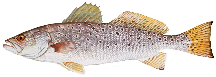 Spotted Seatrout