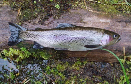 Steelhead / Rainbow Trout