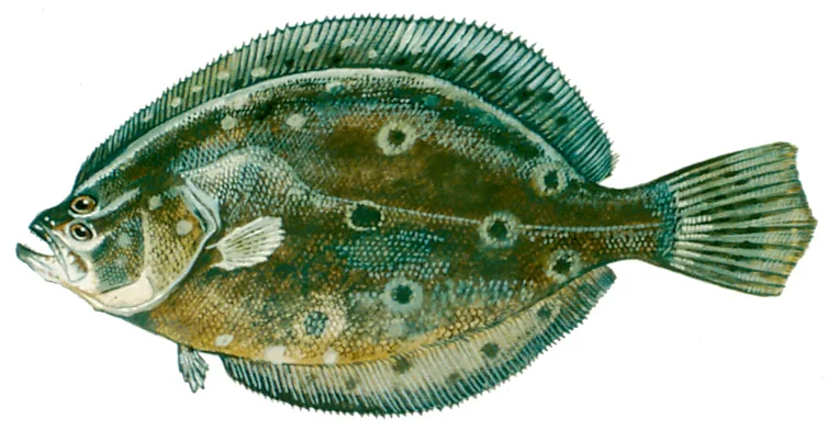 Summer flounder