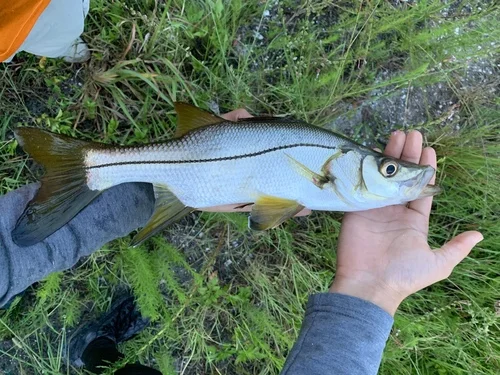 Tarpon Snook