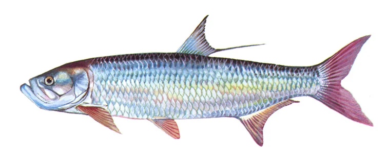Tarpon