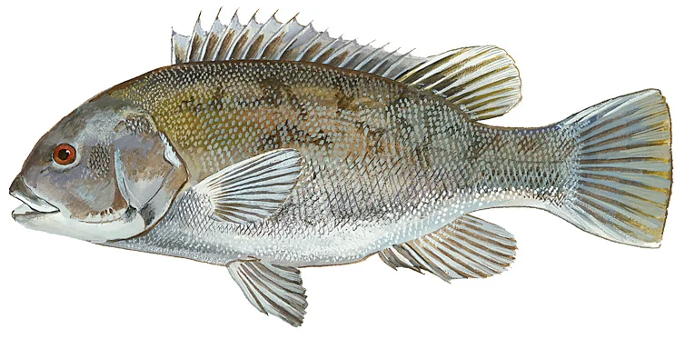 Tautog