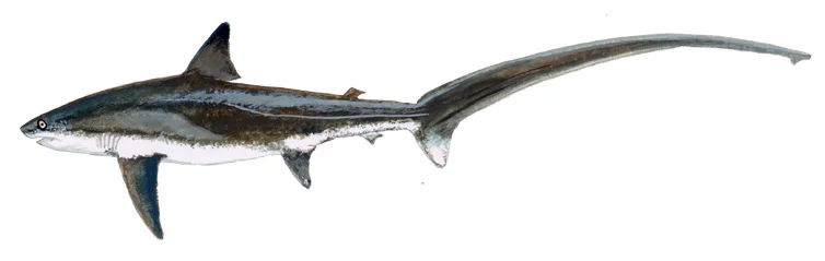 Thresher Shark