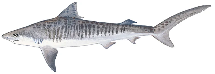 Tiger Shark