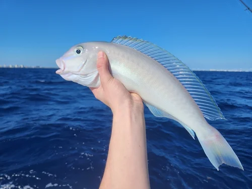 Tilefish Blueline