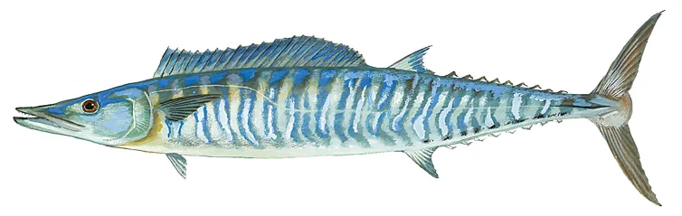 Wahoo
