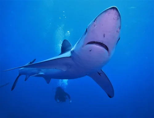 Whale Shark