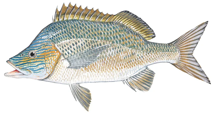 White Grunt