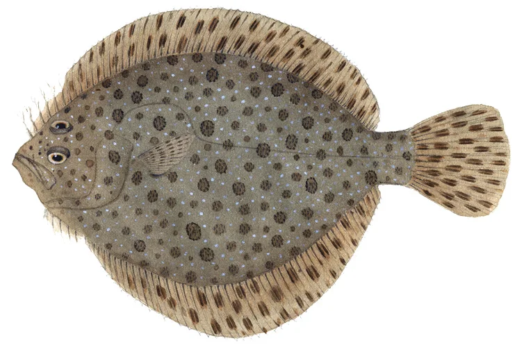Windowpane Flounder