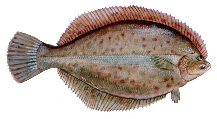 Winter Flounder