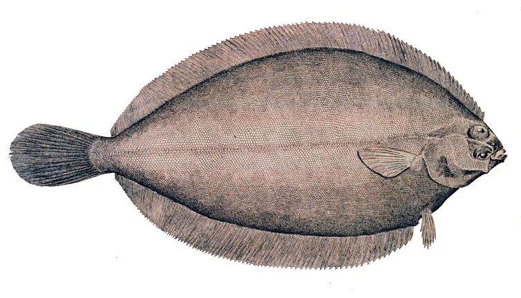 Witch Flounder