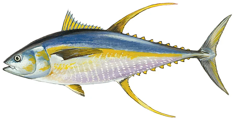 Yellowfin Tuna