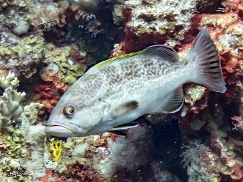 Yellowmouth Grouper