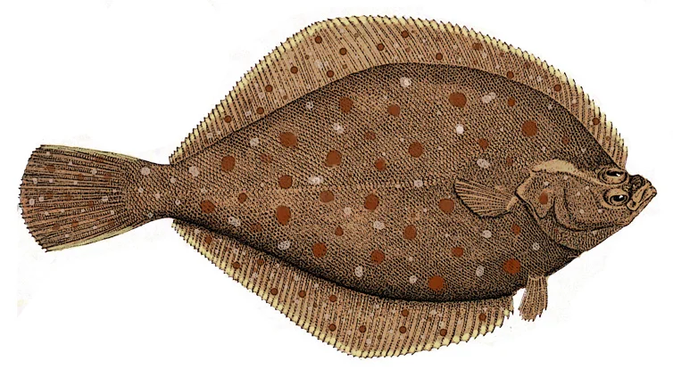 Yellowtail Flounder