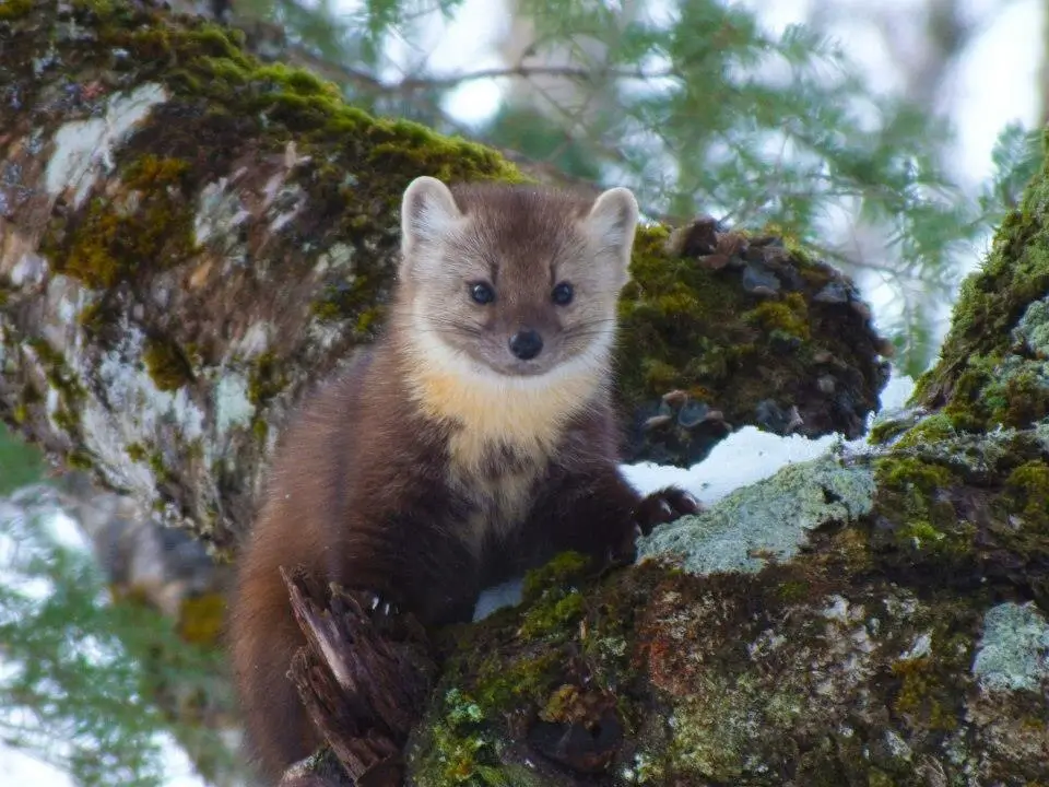 American Marten