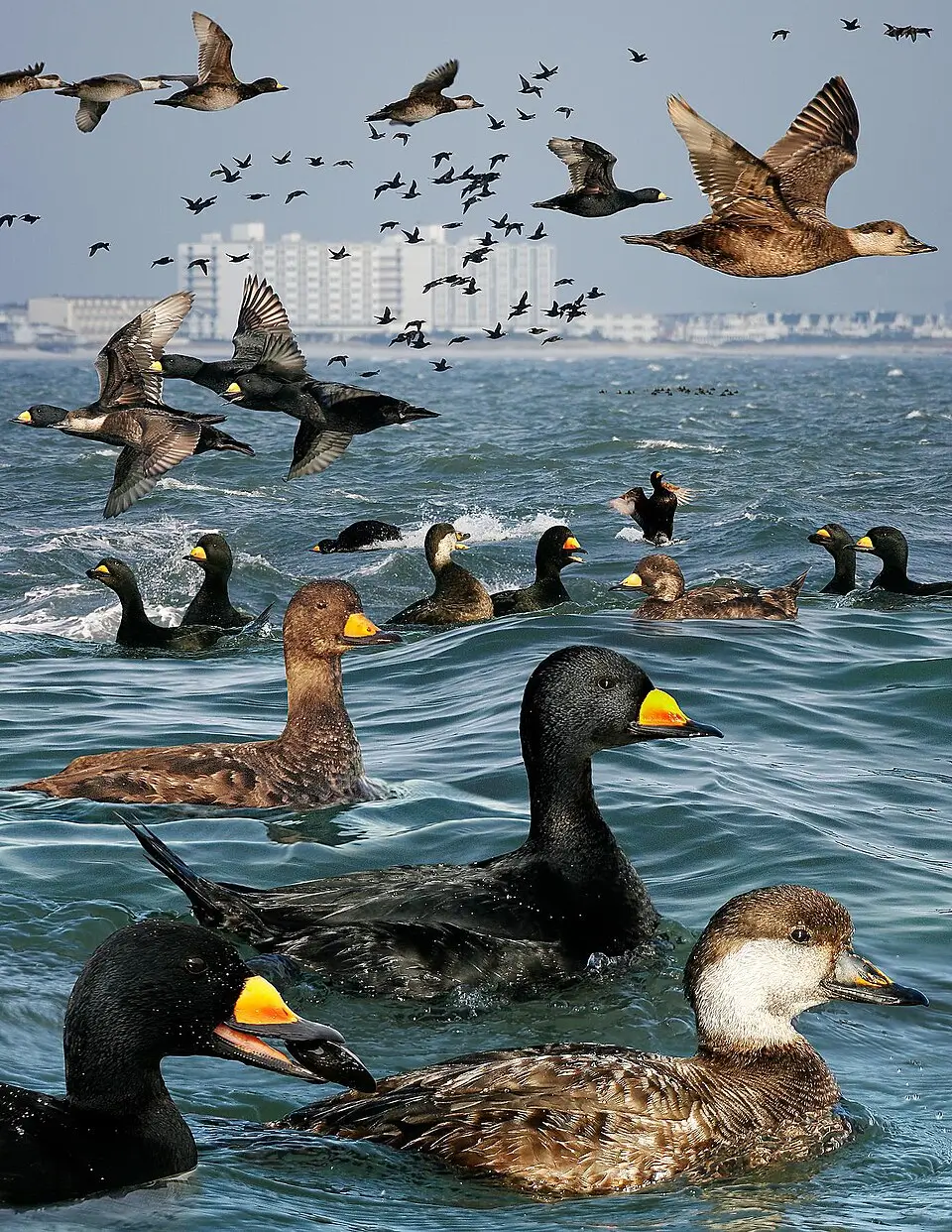 Black Scoter