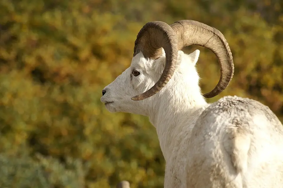 Dall Sheep