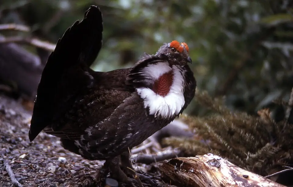 Dusky Grouse