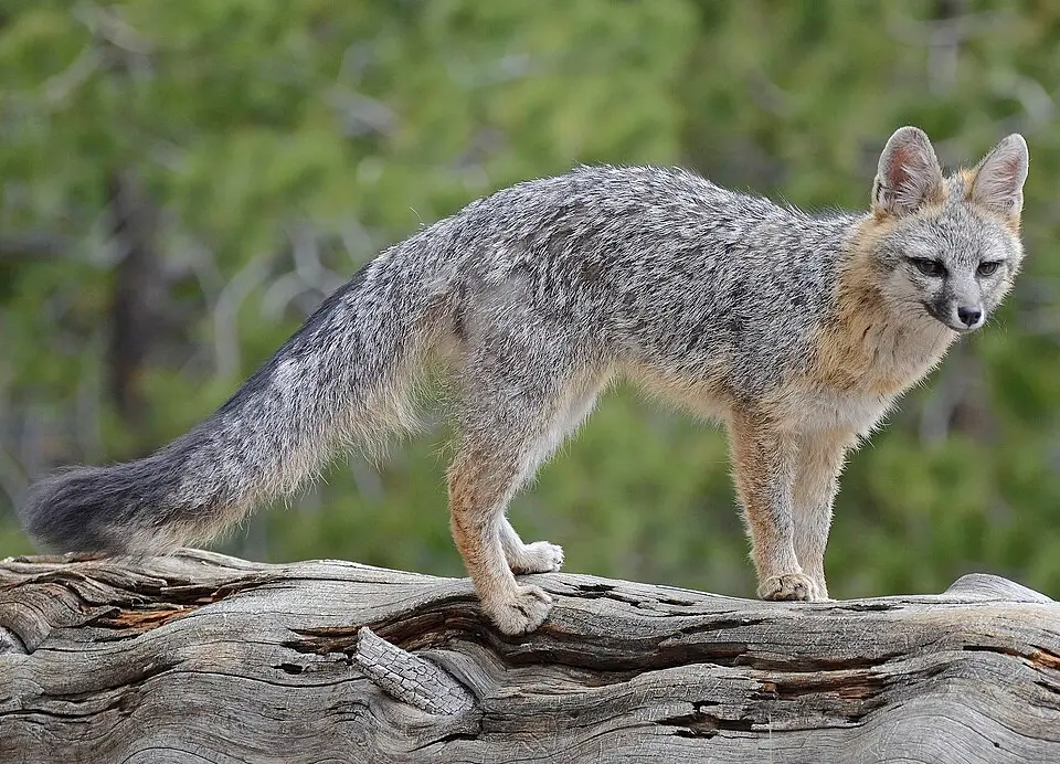 Gray Fox
