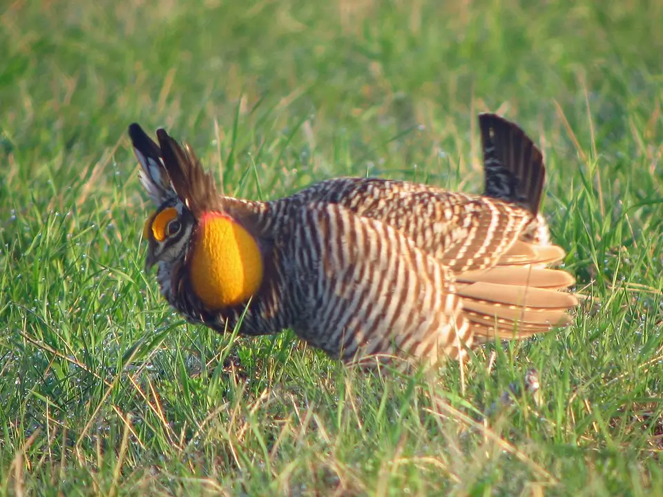 Greater Prairie-Chicken