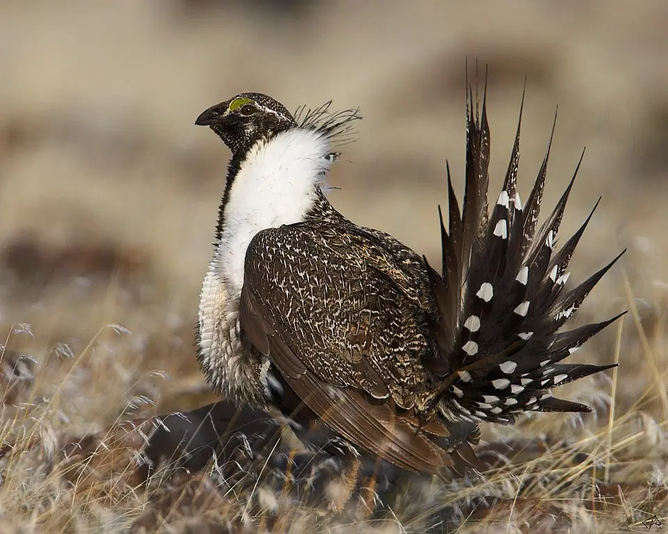 Centrocercus
