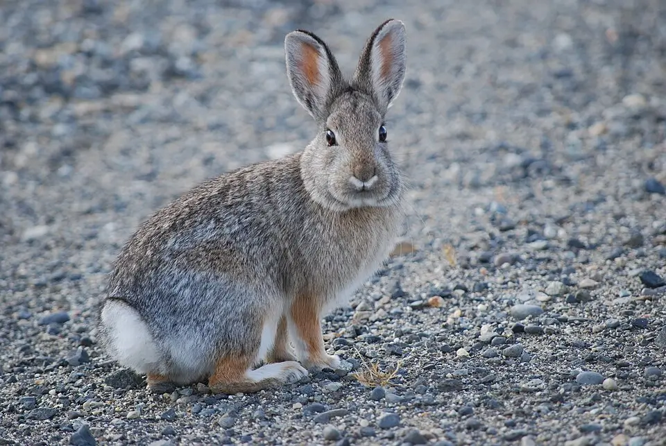 Mountain Cottontail