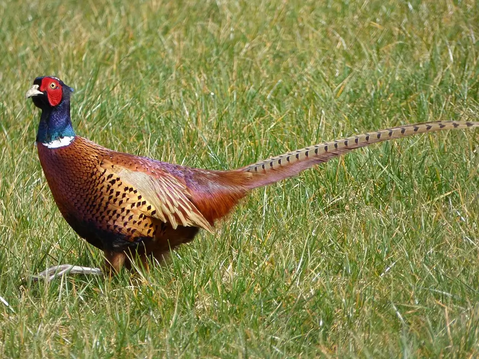 Common Pheasant
