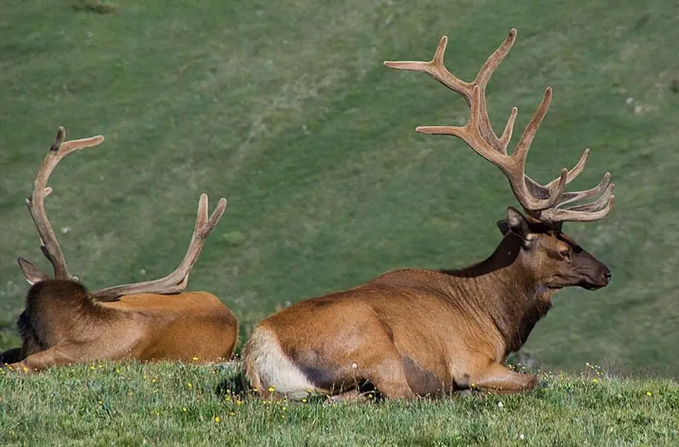 Rocky Mountain Elk