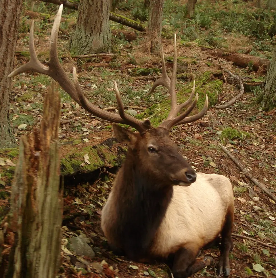 Roosevelt Elk