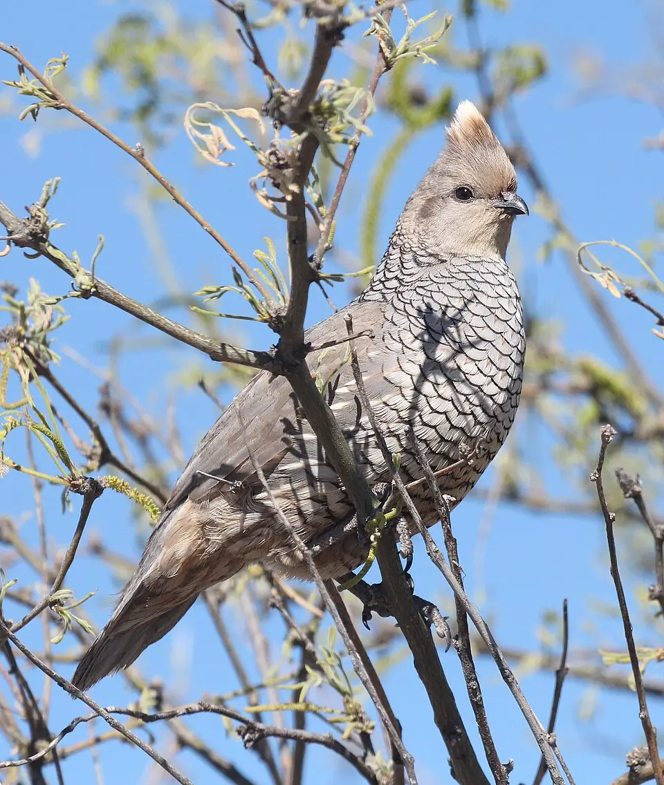 Scaled Quail