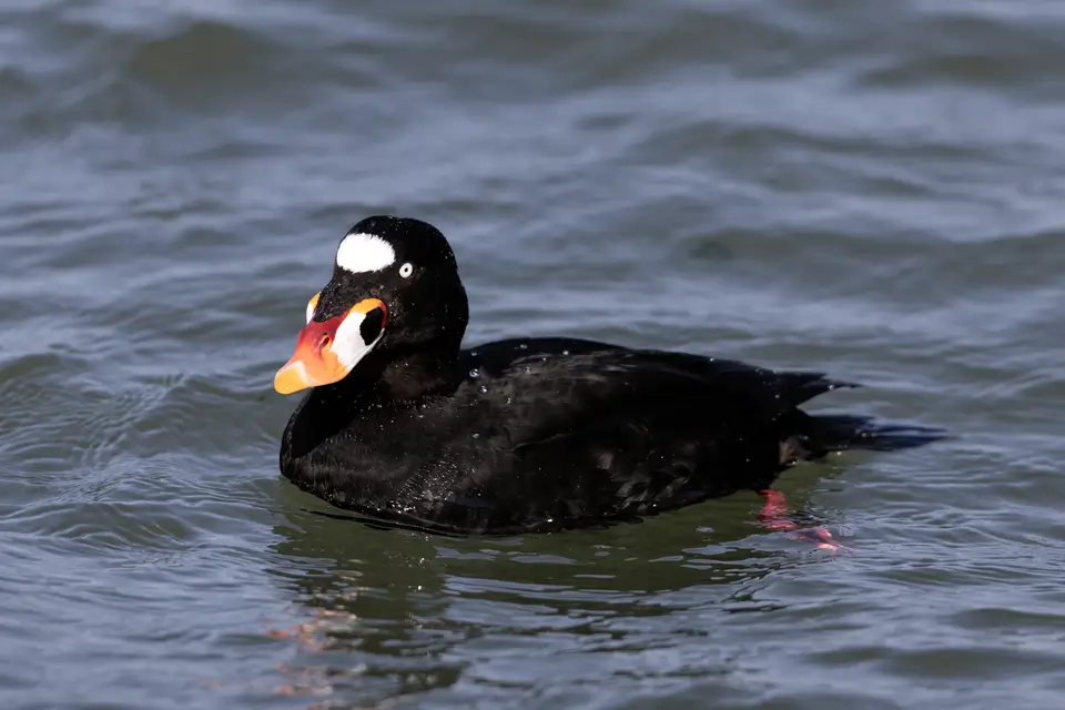 Surf Scoter
