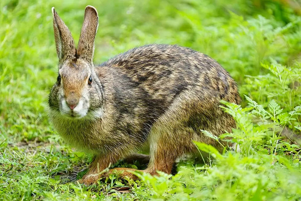 Swamp Rabbit