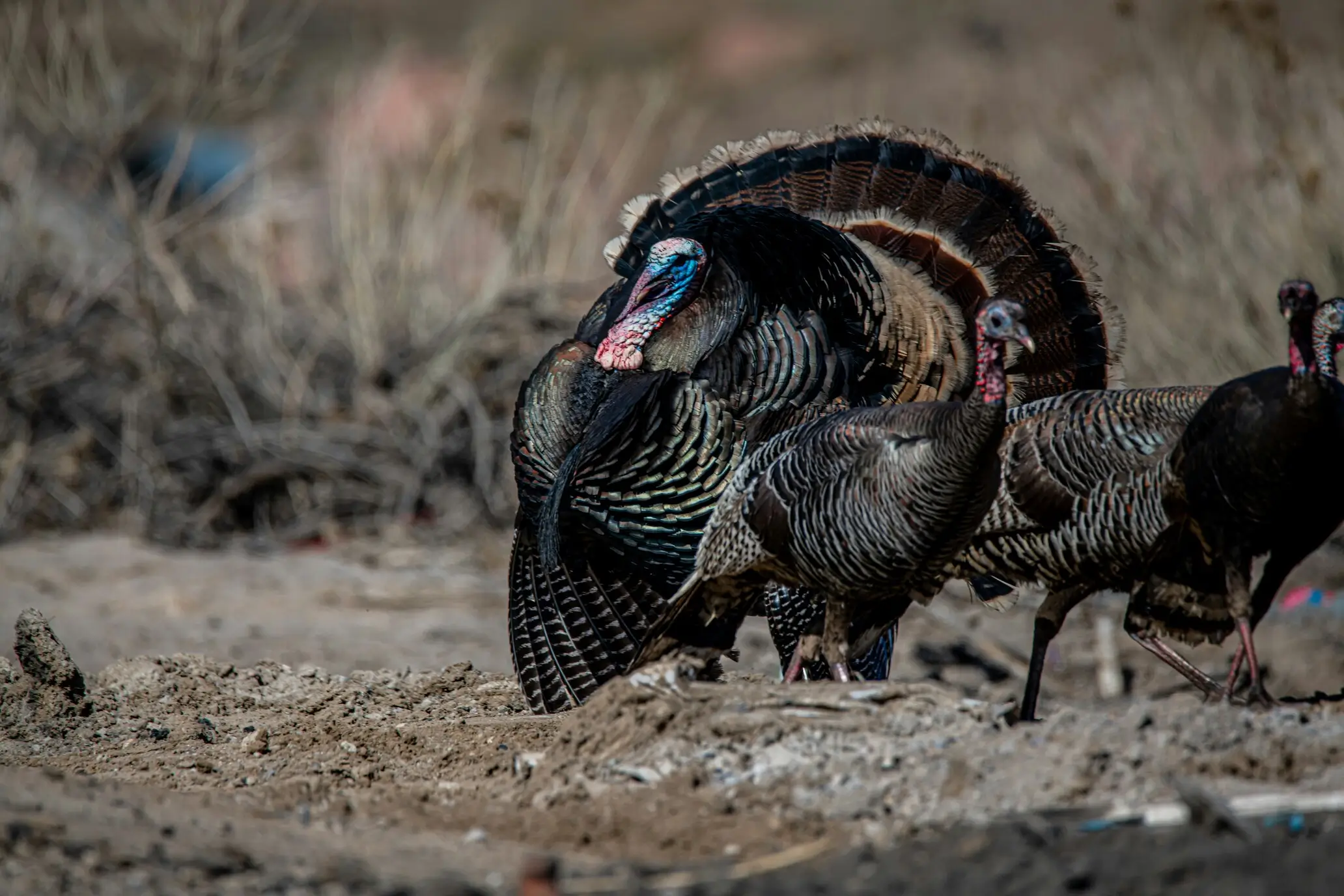 Cooking Turkey Outdoors: Two Methods, One Incredible Bird